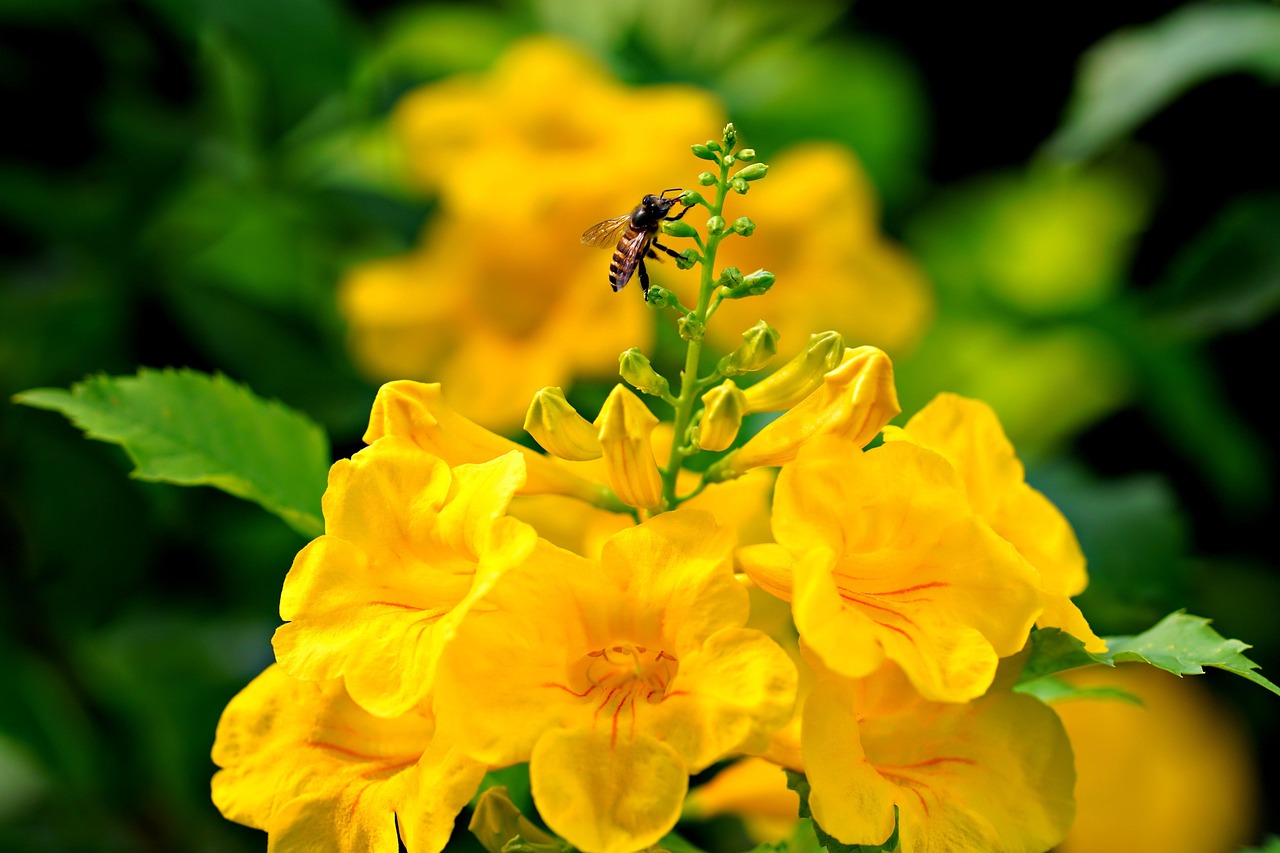 Insect Flower Flora - Free photo on Pixabay - Pixabay