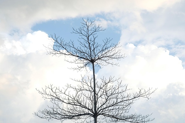 Nuvens, Árvores, Fundo, Inverno, Céu