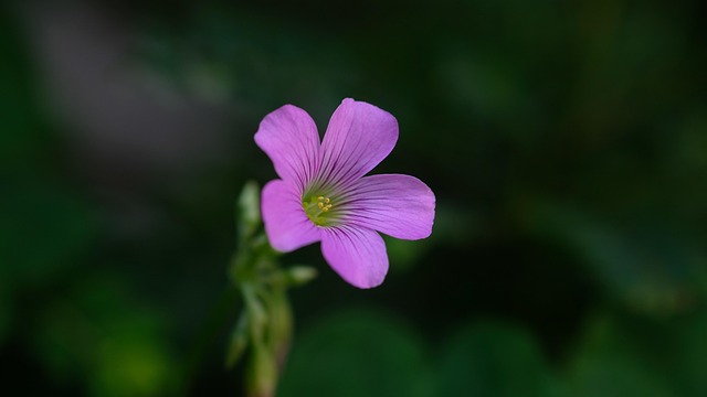 Flor, Jardim, Primavera, Verão, Lindo