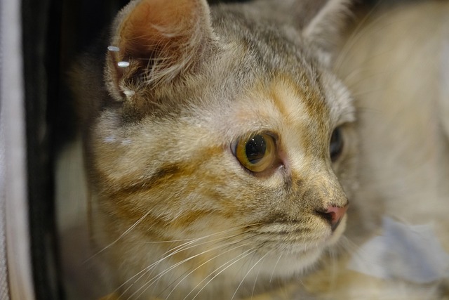 Gato, Bonito, Cavalo, Bonitinho, Animal