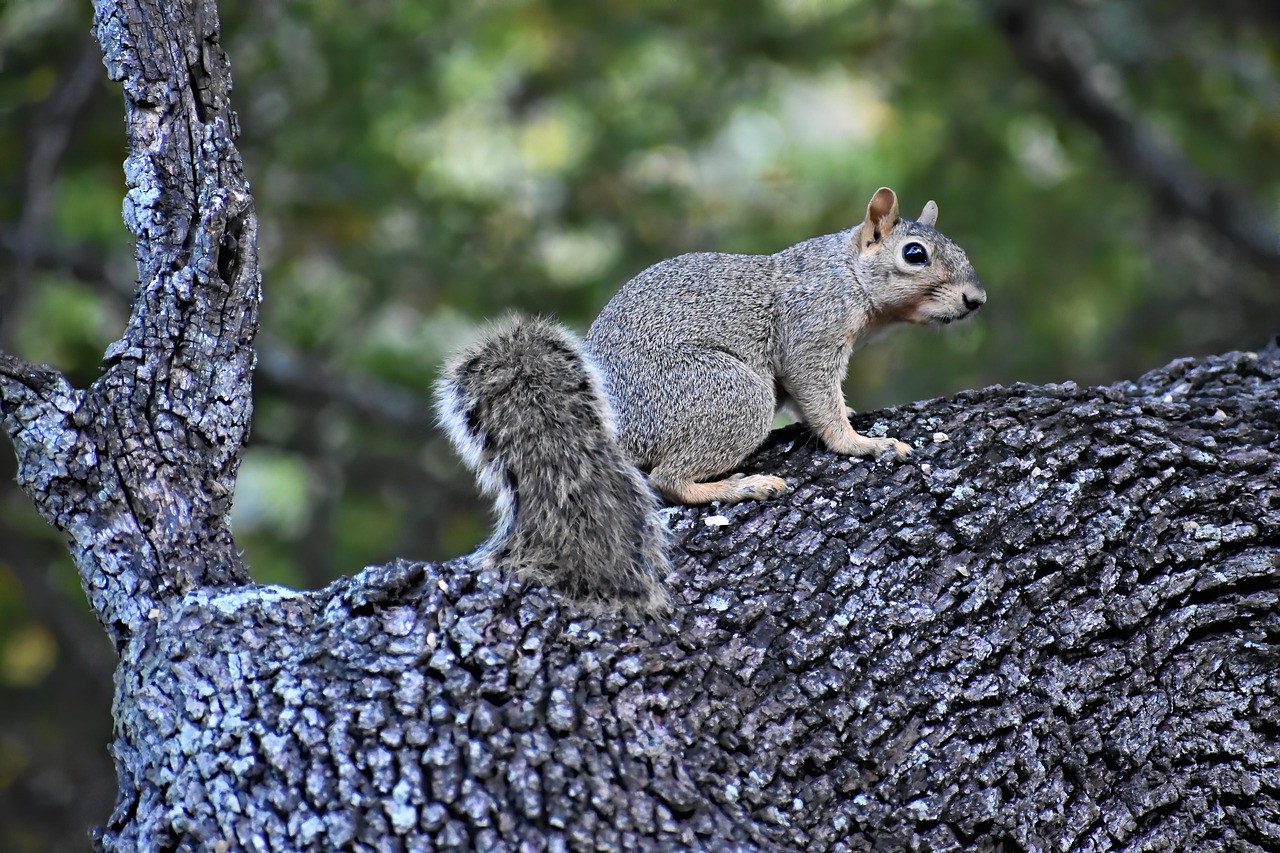 Squirrel Rodent Animal Free photo on Pixabay Pixabay