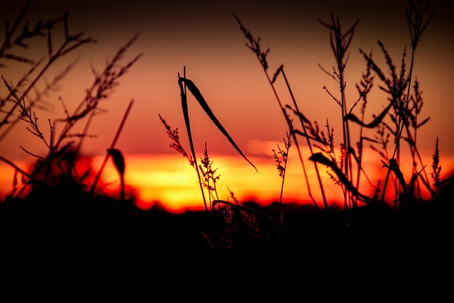 Free Sunset Nature photo and picture