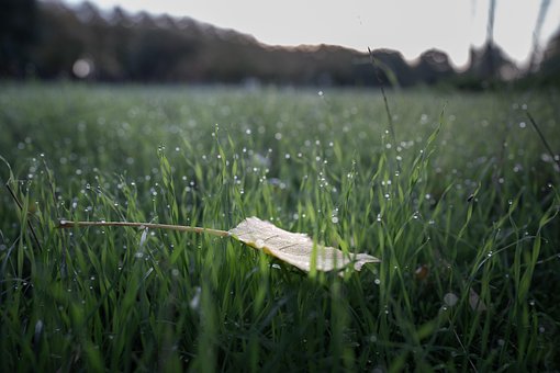 Blatt, Gras, Herbst, Wald, Bokeh, Wasser