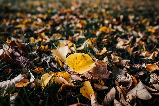 Blatt, Wald, Herbst, Natur, Pflanze