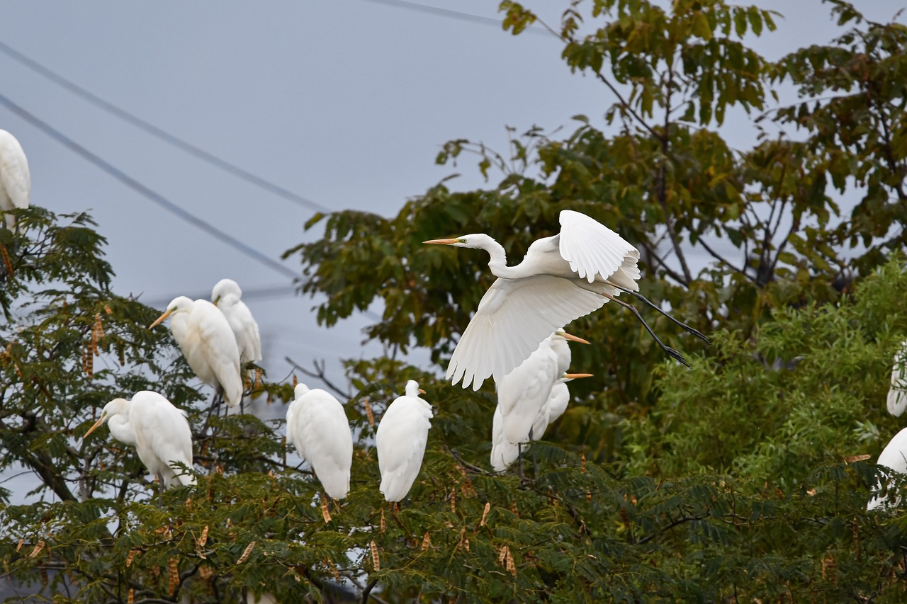 鳥 サギ 白鷺 - Pixabayの無料写真 - Pixabay