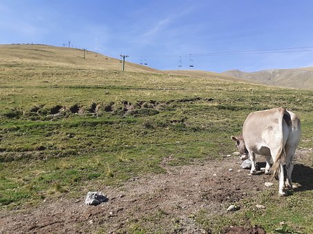 Free Cow Graze photo and picture