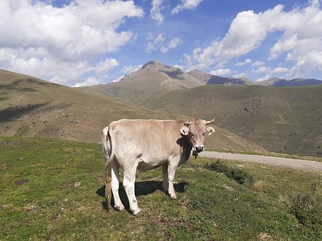 Free Cow Graze photo and picture