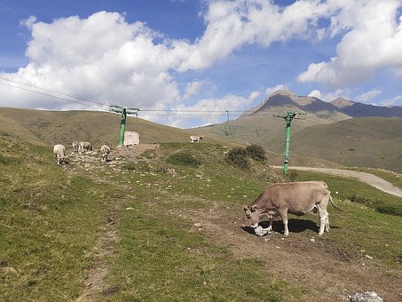 Free Cows Graze photo and picture