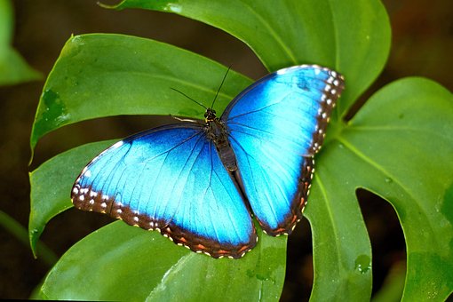 Free Butterfly Wings photo and picture