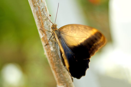Free Butterfly Wings photo and picture