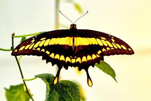 Free Butterfly Wings photo and picture