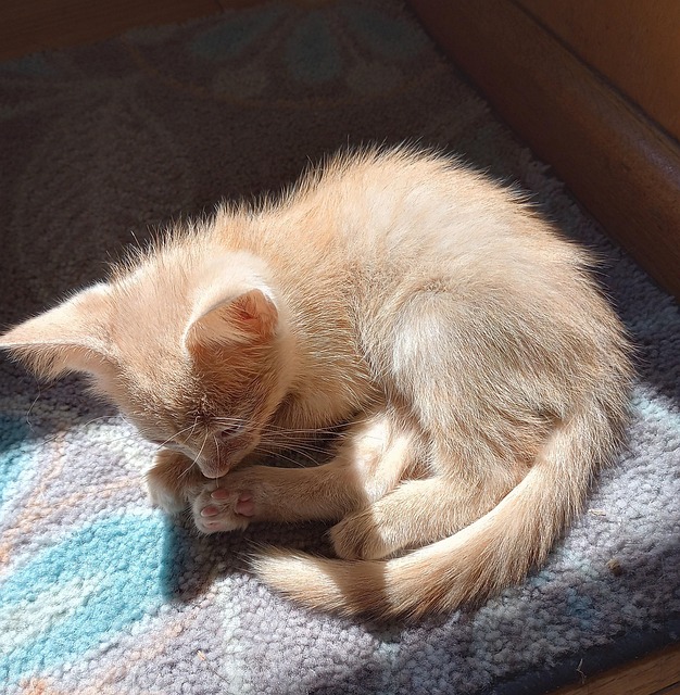 Free Curious Cat photo and picture