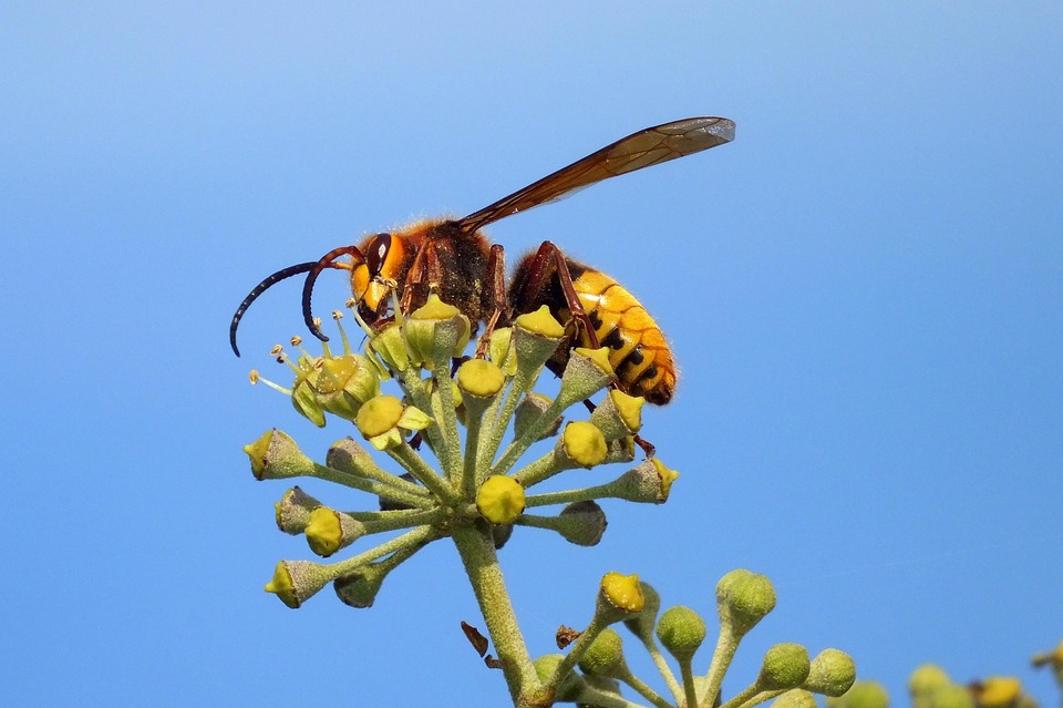 Vespa Crabro Pixabay vespa-crabro-pixabay