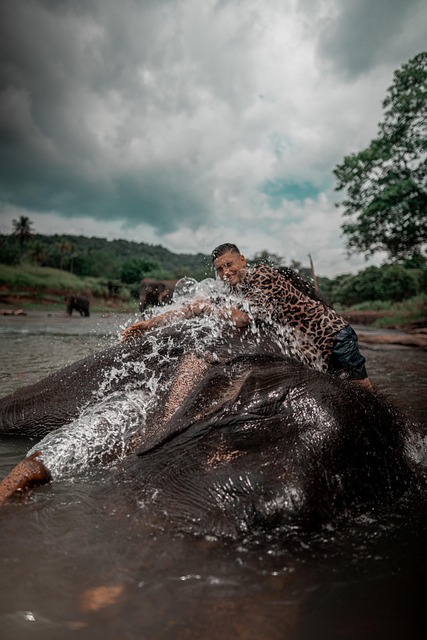 Free Elephant Bathe photo and picture