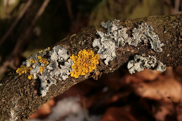 Free Tree Braid Lichen photo and picture