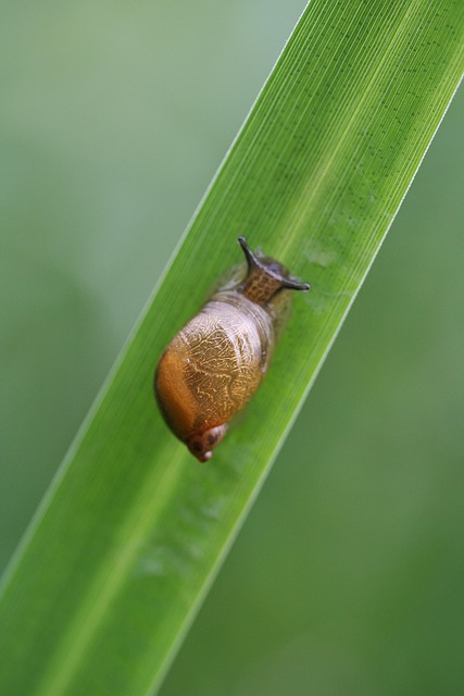 Snail Shell Blade Of Grass - Free photo on Pixabay