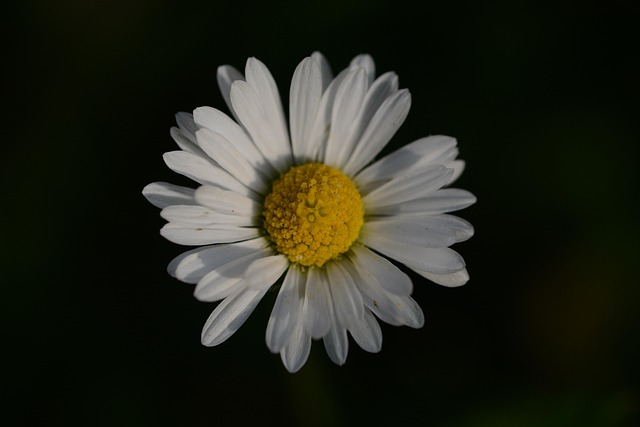 Free Daisy Flower photo and picture