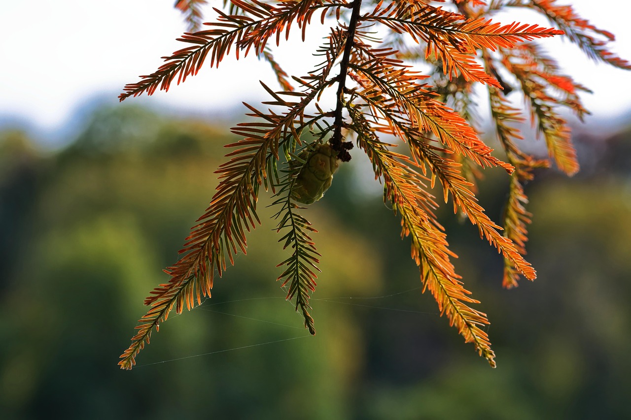 针叶树 枝条 针 - Pixabay上的免费照片 - Pixabay