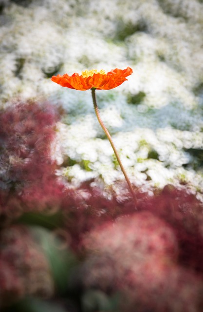 春天, 花, 自然