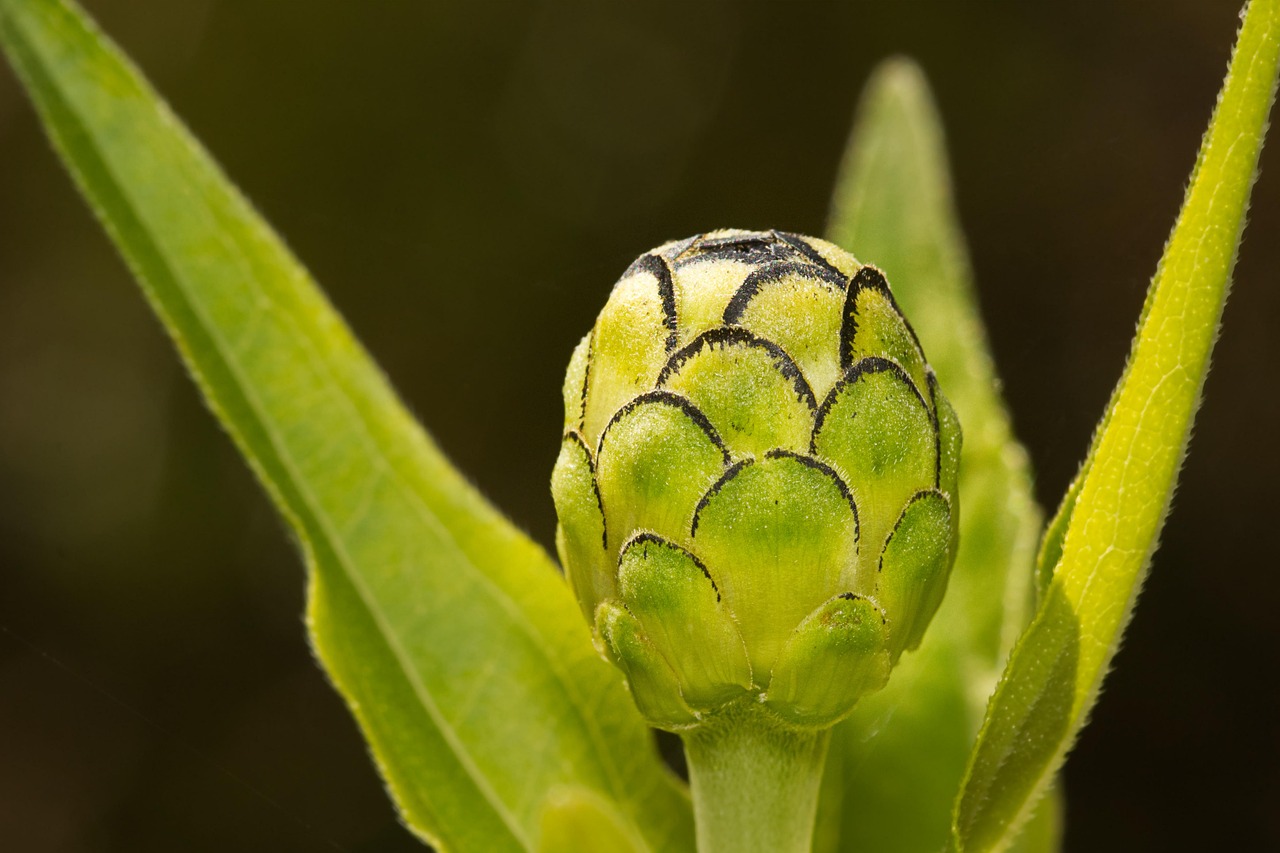 bud-flower-plant-free-photo-on-pixabay-pixabay