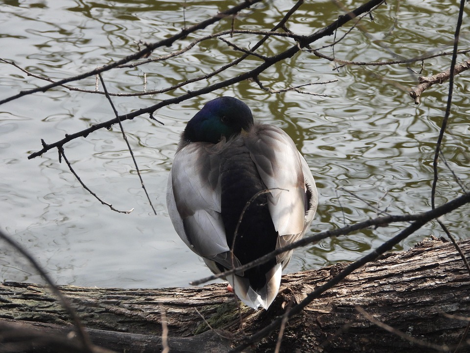 Duck Sleep Lake Free photo on Pixabay