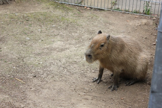Capibara, Cercado, Despierta