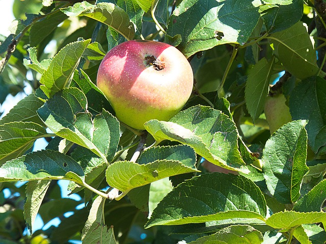 Apple Fruit Tree Free photo on Pixabay