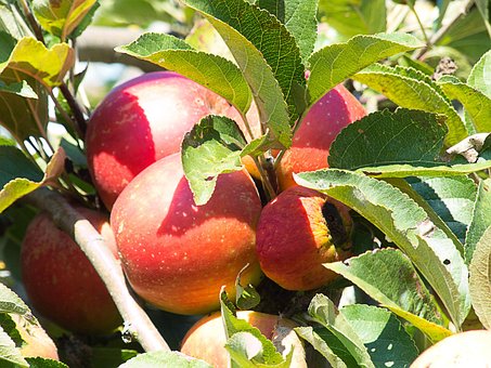 Free Apples Red photo and picture