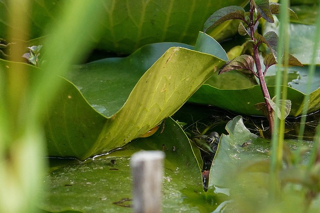 Free Frog Pond photo and picture