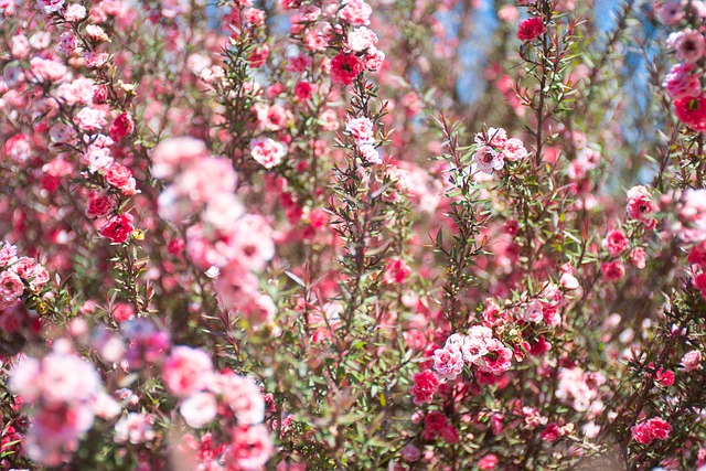 Blomster, Lyserøde Blomster, Have