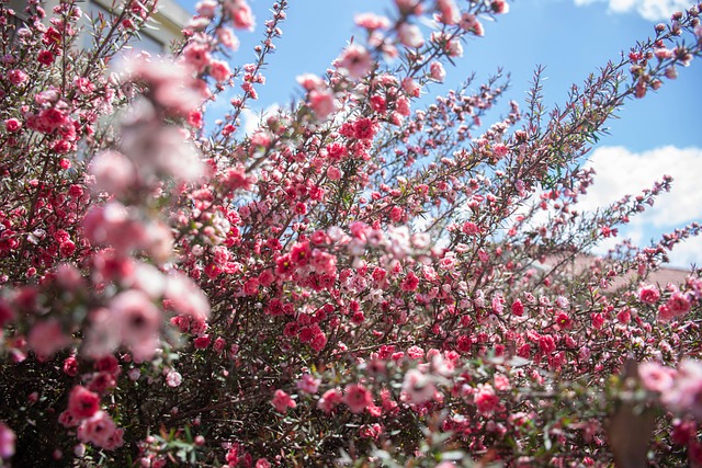 Blomster, Lyserøde Blomster, Have