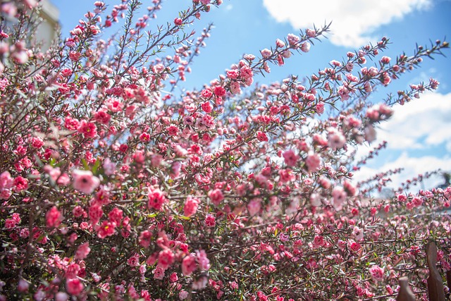 Blomster, Lyserøde Blomster, Have