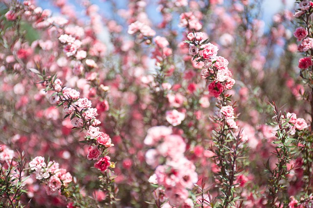 Lyserøde Blomster, Blomster, Planter
