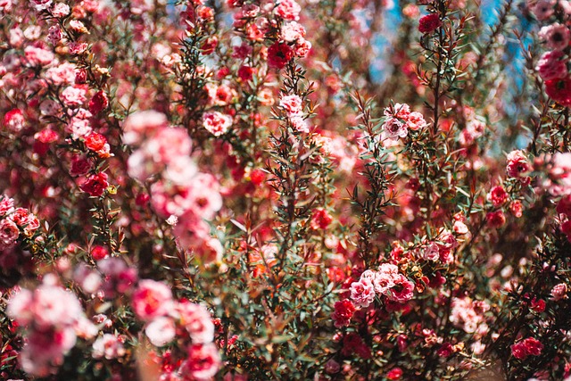 Blomster, Lyserøde Blomster, Have