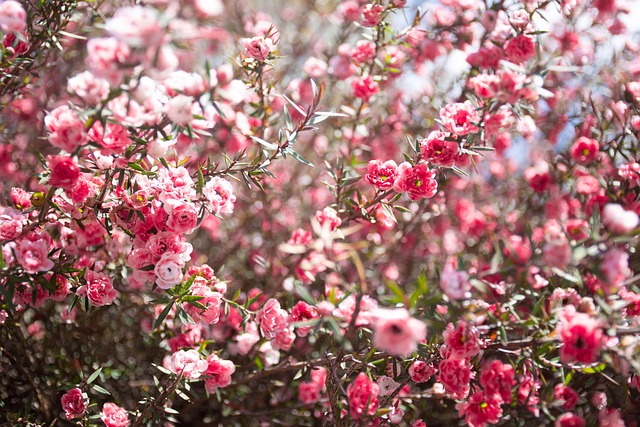 Lyserøde Blomster, Smukke Blomster