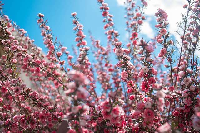 Lyserøde Blomster, Blomster