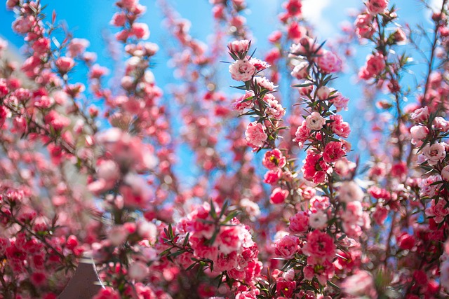 Lyserøde Blomster, Blomster, Planter