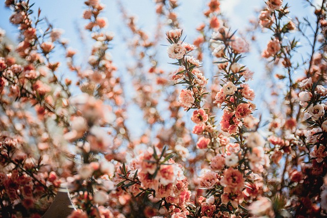 Lyserøde Blomster, Blomst Tapet