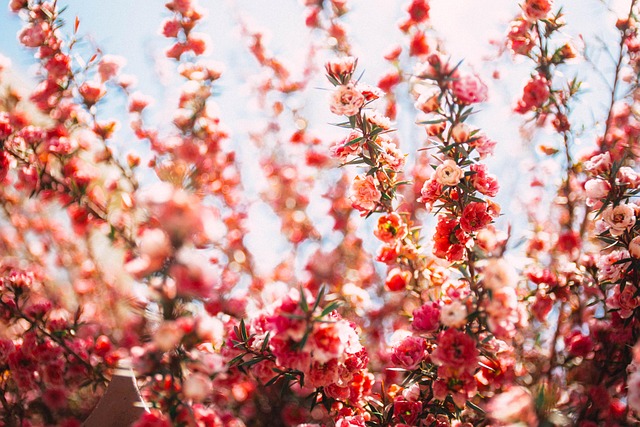 Lyserøde Blomster, Blomster
