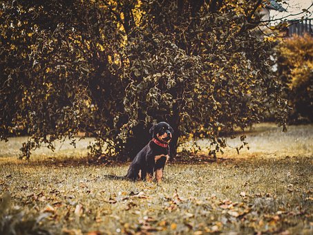 Free Rottweiler Dog photo and picture