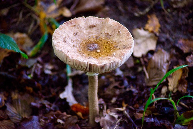 Free Mushroom Sheet photo and picture