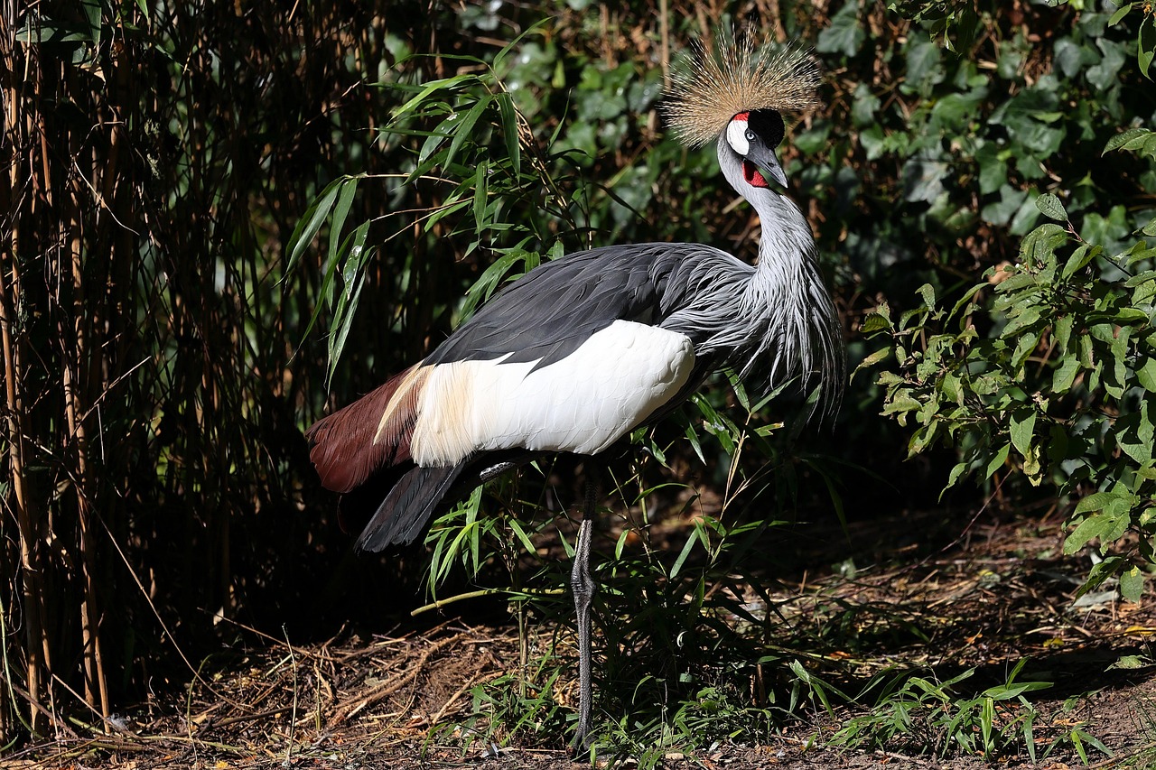 Bird Beak Long Legs Free photo on Pixabay Pixabay