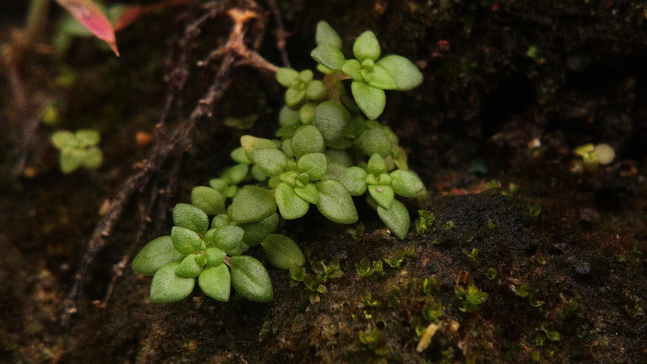 Callitriche Plant Nature - Free photo on Pixabay
