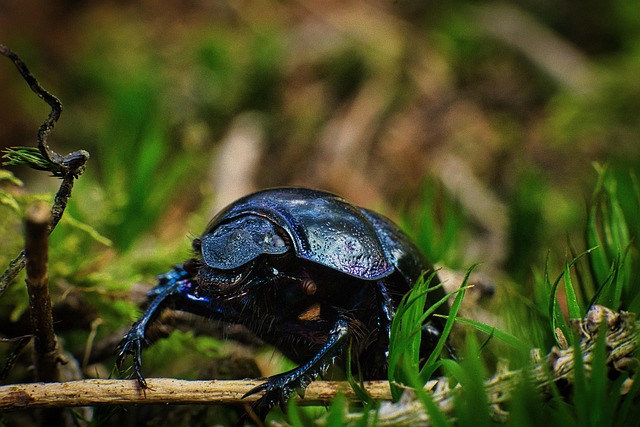 Free Beetle Forest photo and picture