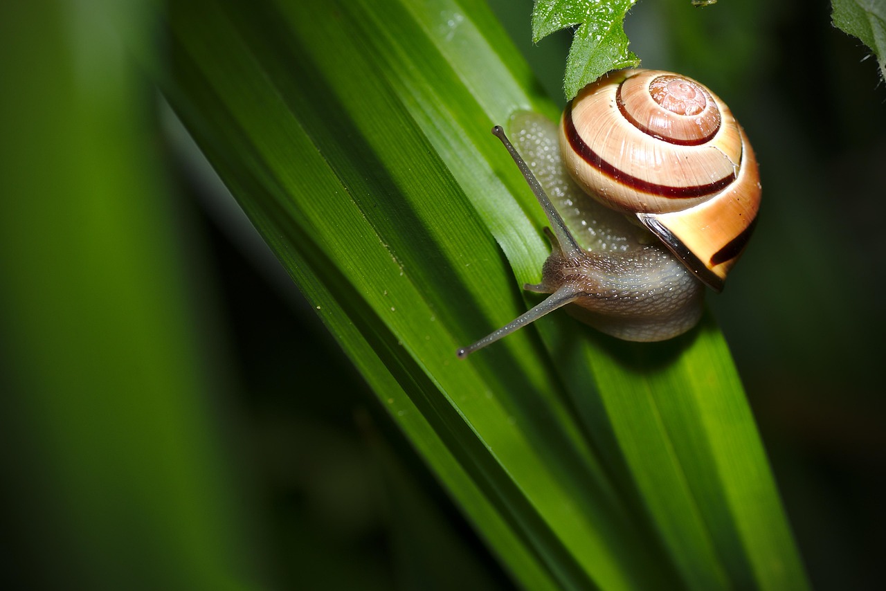 Snail Shell Leaf - Free photo on Pixabay