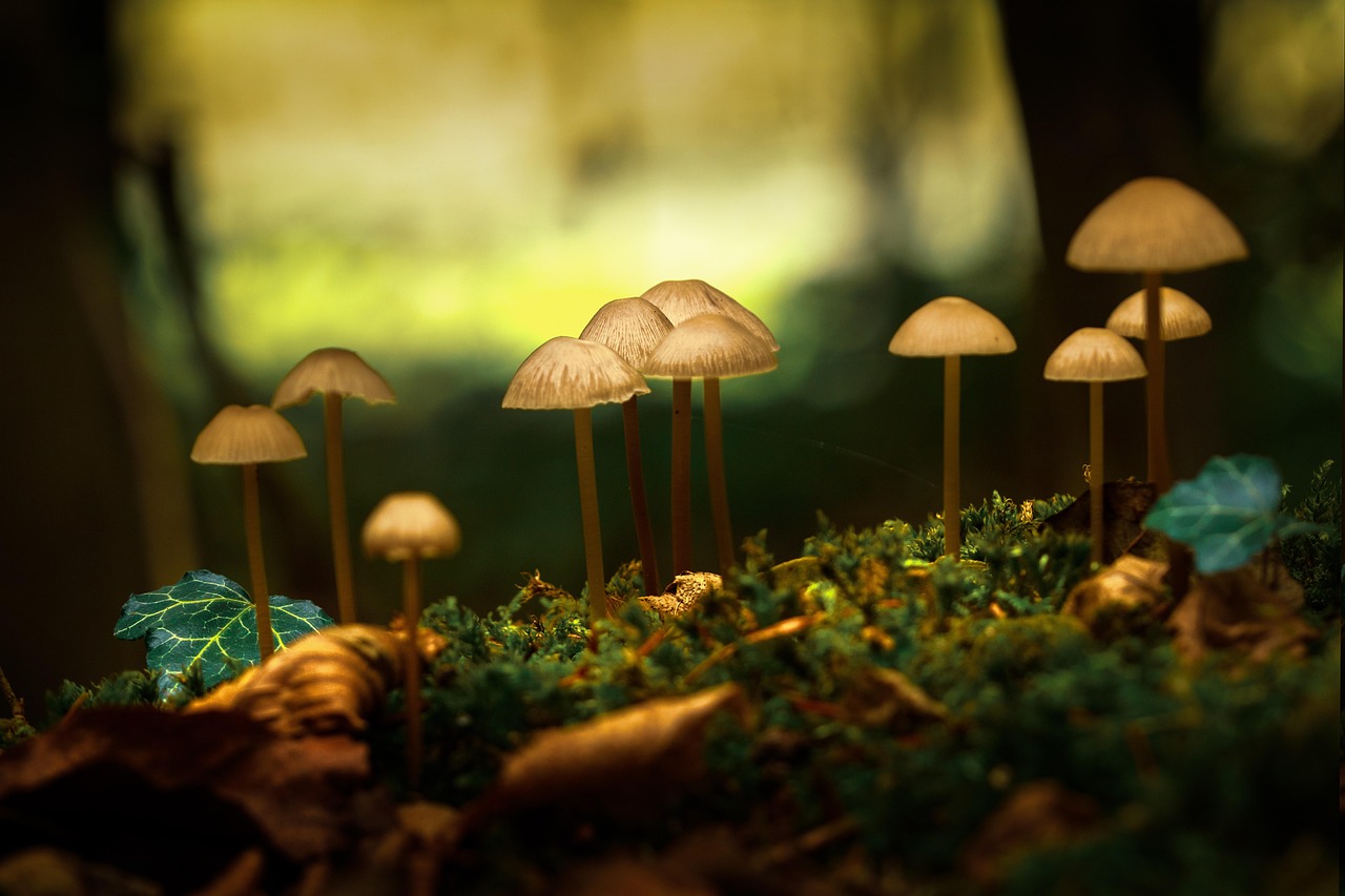 Mushrooms Plants Toadstool - Free photo on Pixabay