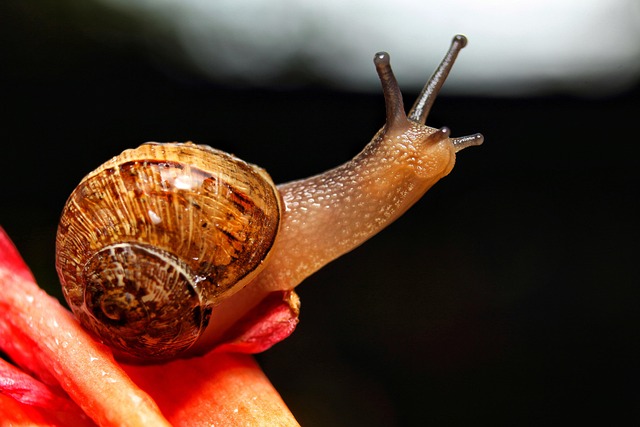 Free Snail Shell photo and picture