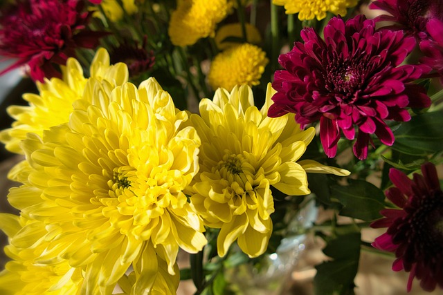 krysantemum-blomster-bukett-en-gratis-foto-p-pixabay-pixabay