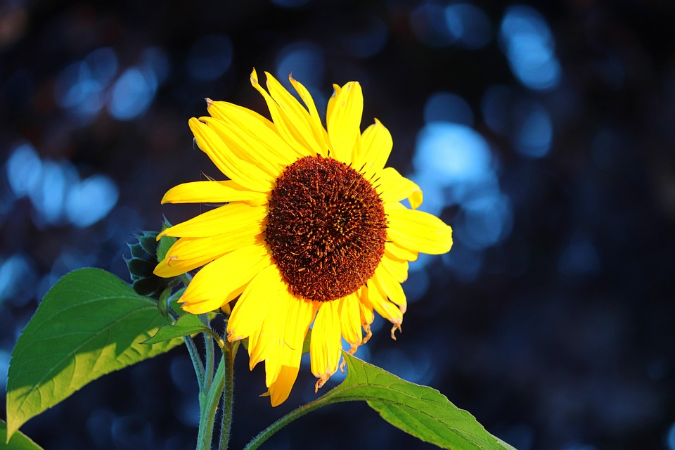 Sonnenblume Blume Pflanze Gelbe - Kostenloses Foto auf Pixabay