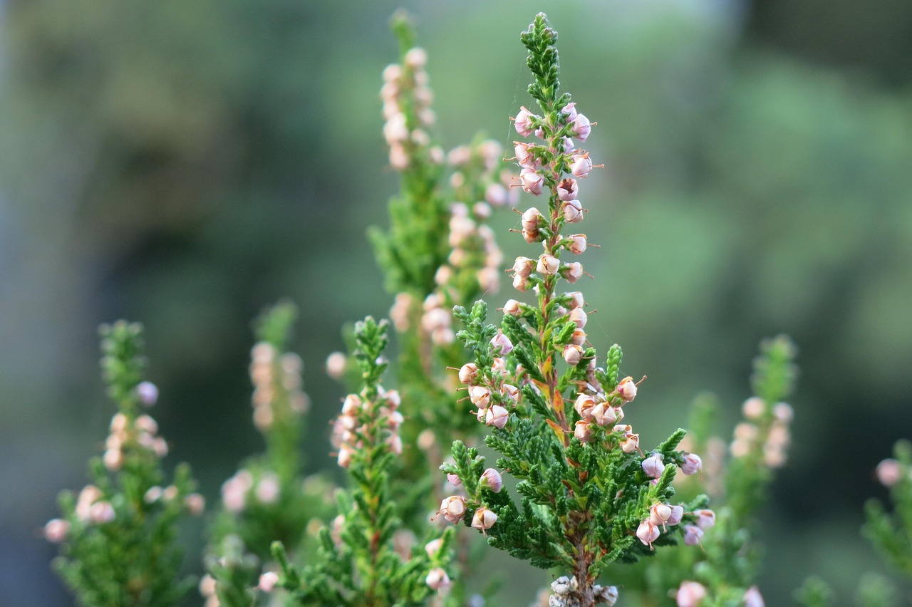 Toad Rose Discover and download free images - Pixabay